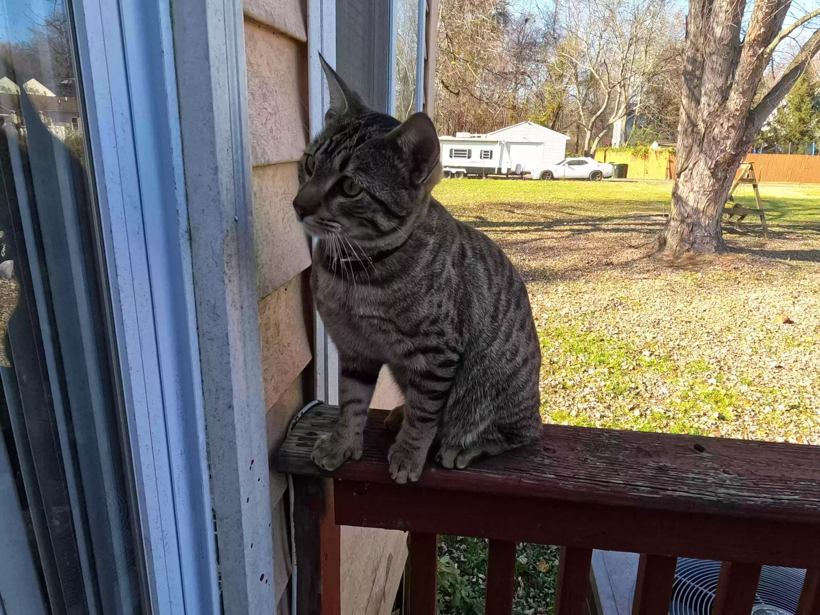 Lost cat in Unknown, WV, 0