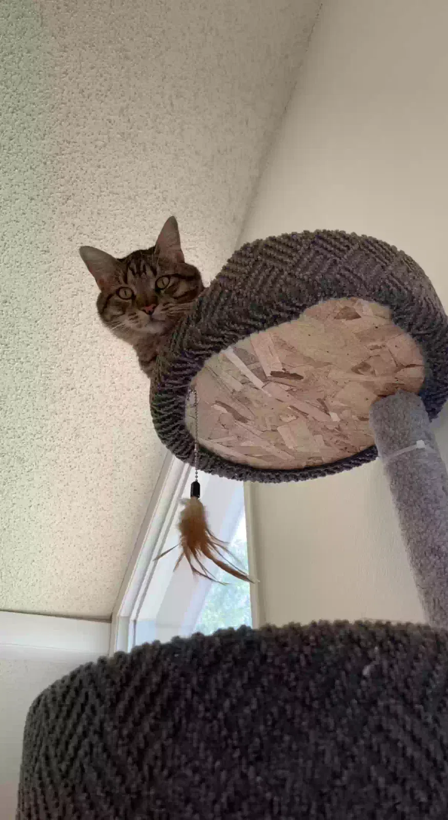 Lost cat in Derby, KS, 67037