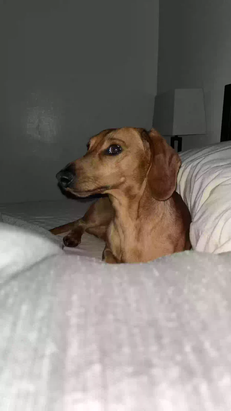 Lost dog in Kansas City, KS, 66103