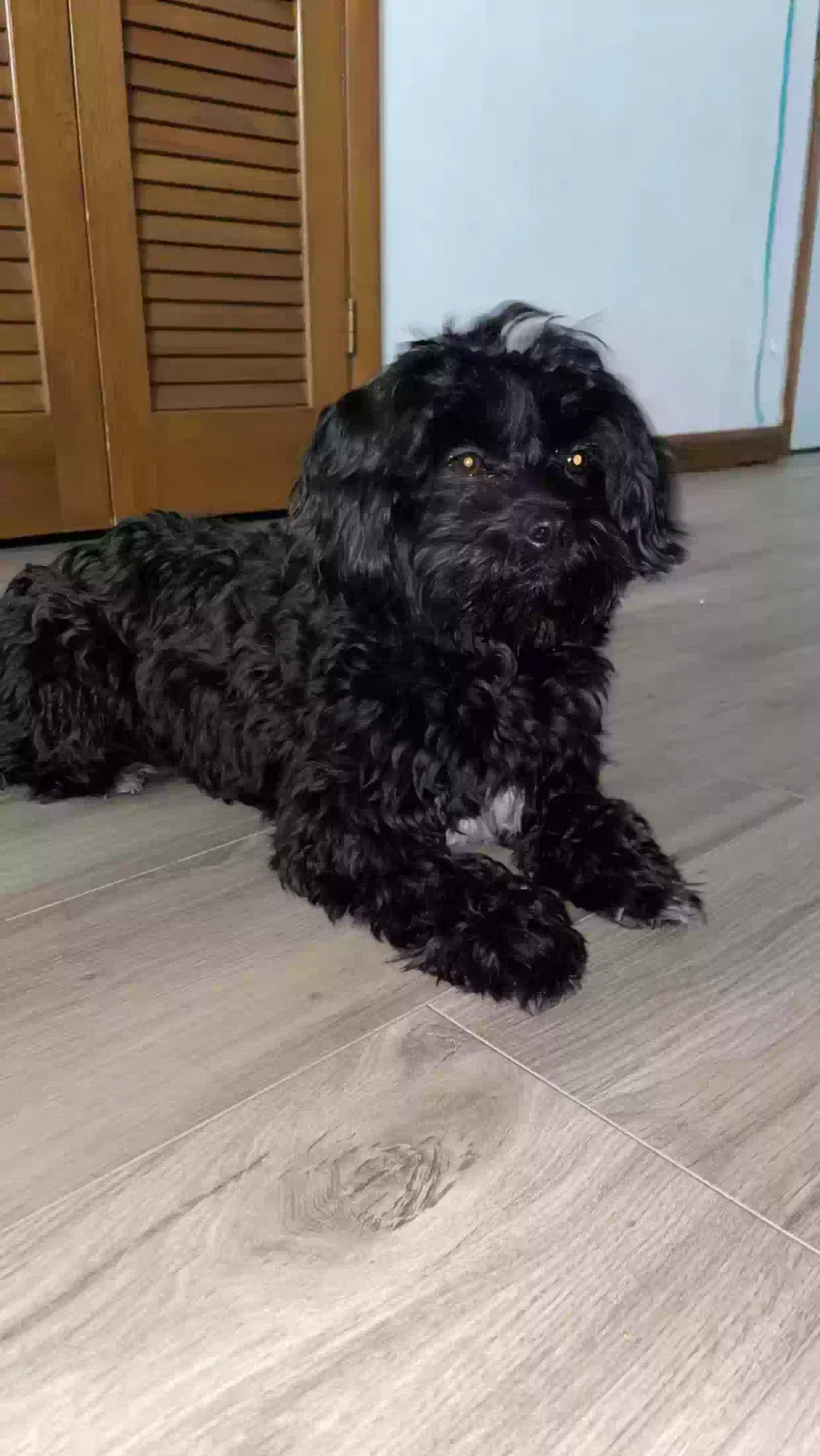 Lost dog in Peoria, IL, 61604