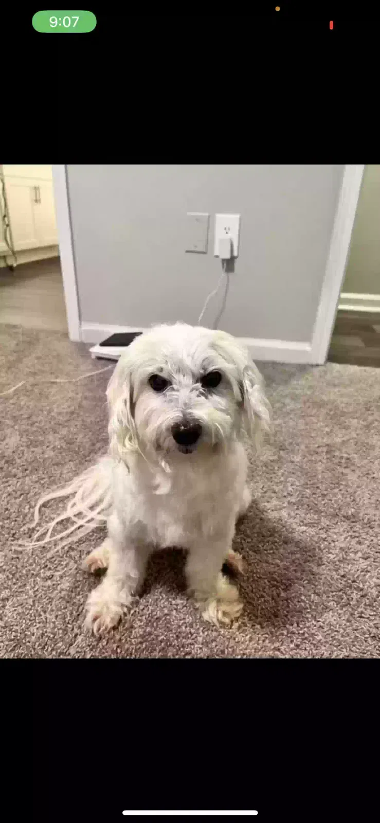 Lost dog in Covington, GA, 30014