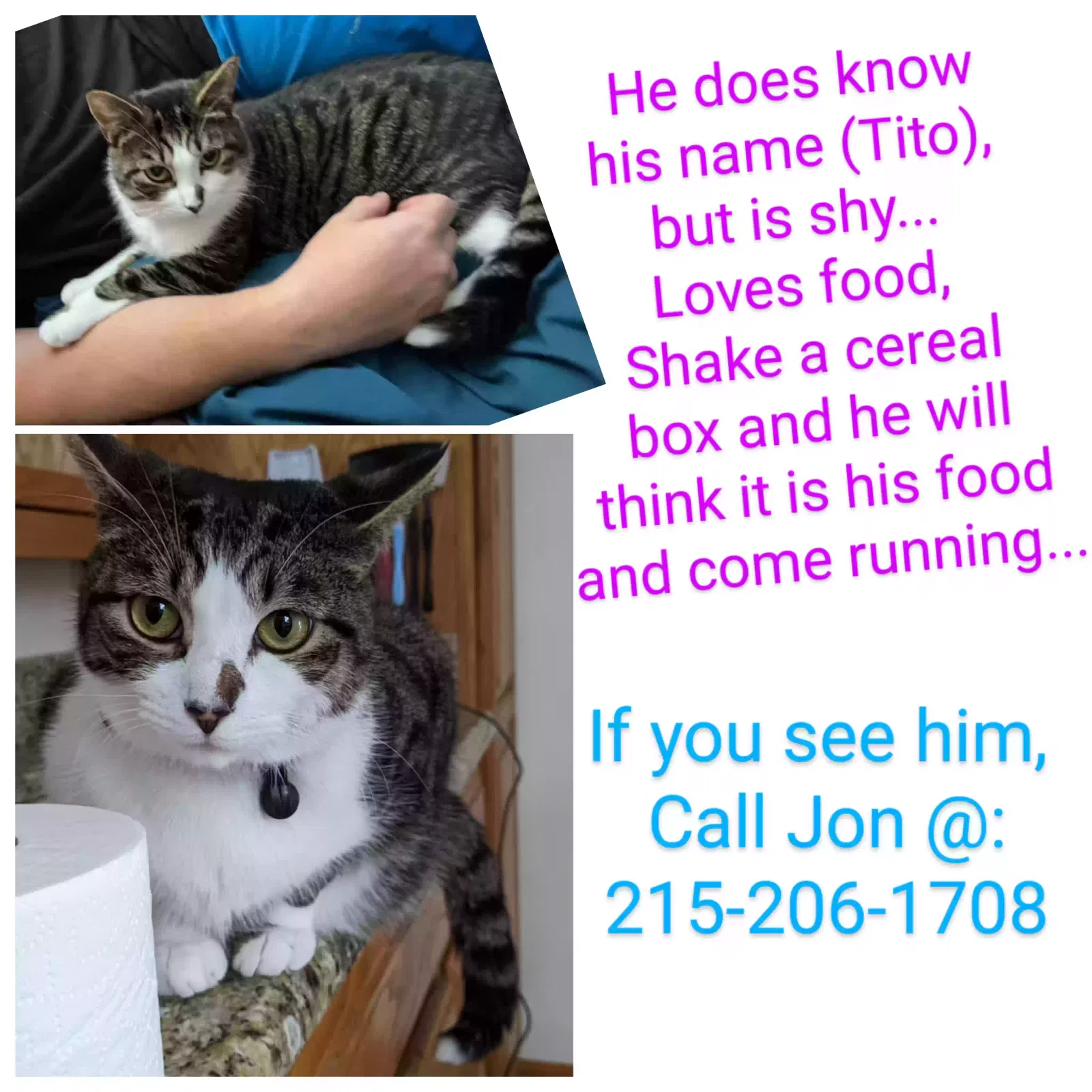 Lost cat in Doylestown, PA, 18901
