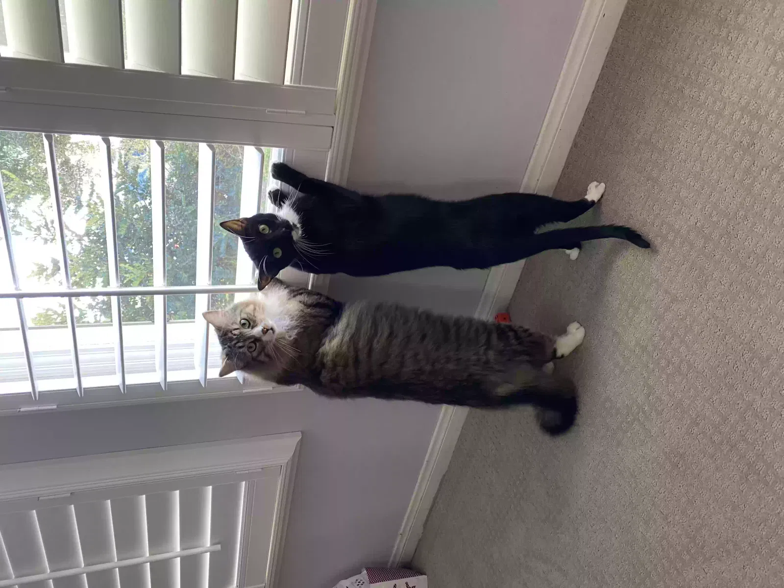 Lost cat in San Diego, CA, 92110