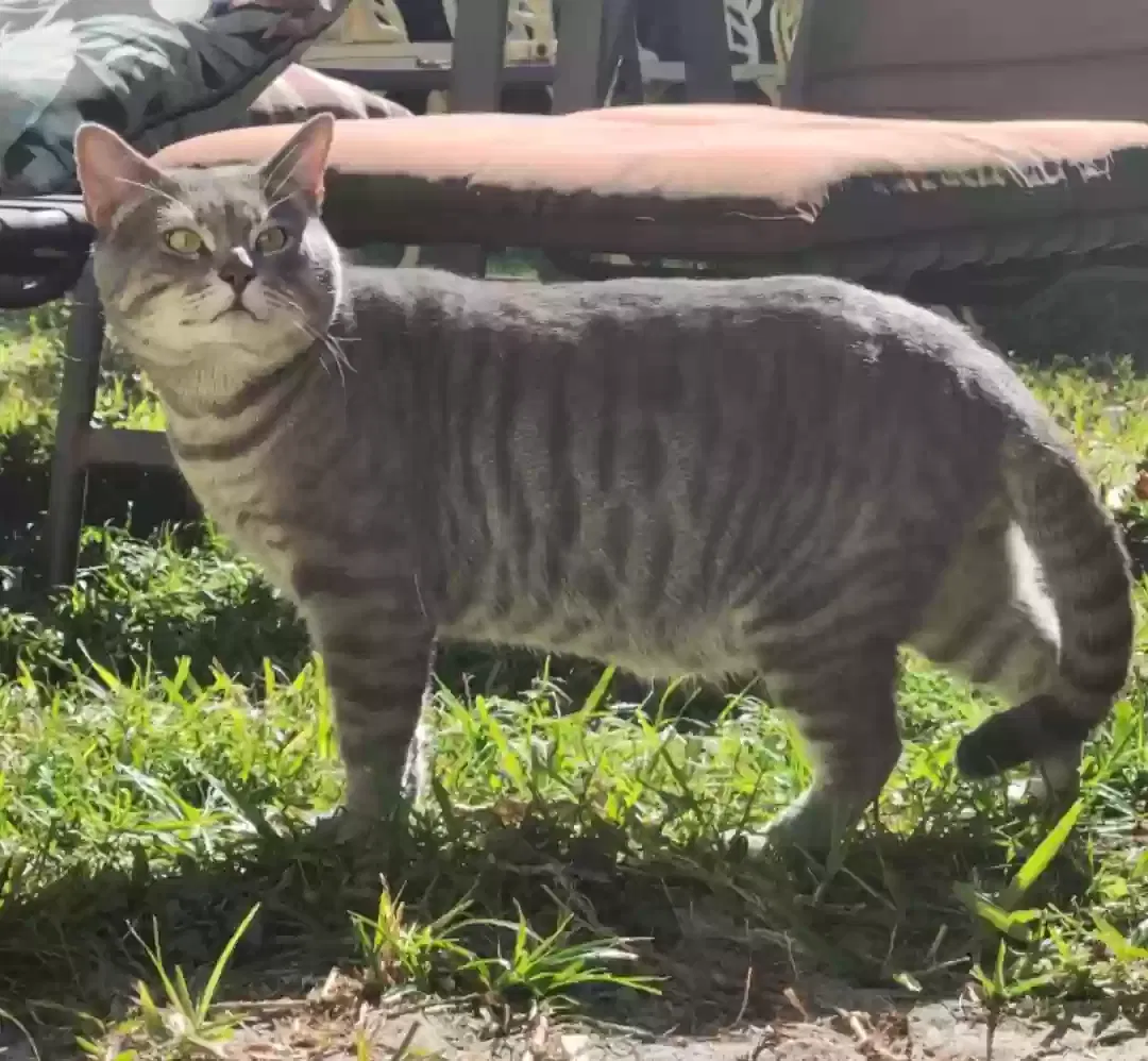 Lost cat in Miami, FL, 33155