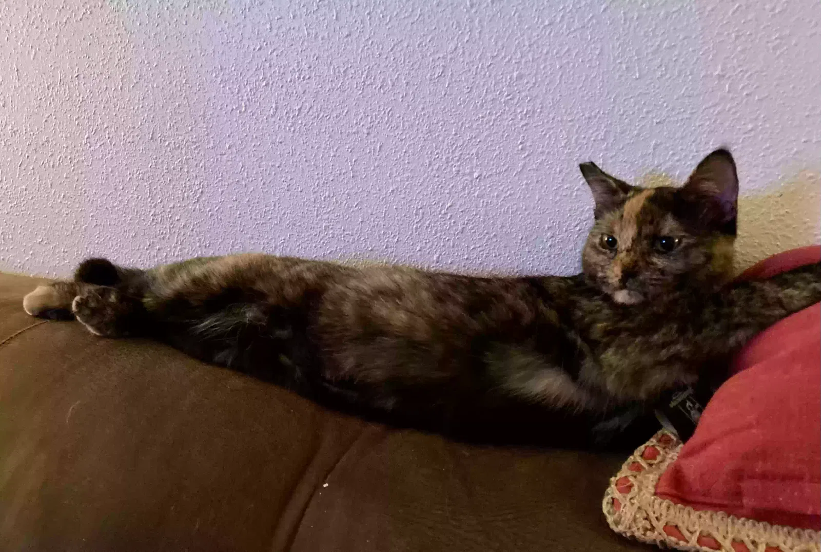 Lost cat in Boring, OR, 97009
