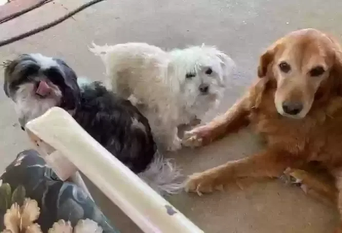 Lost dog in Moores Hill, IN, 47032