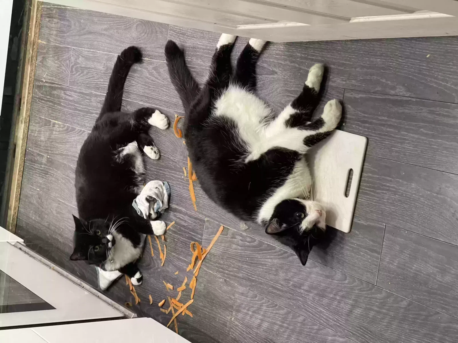 Lost cat in Chino, CA, 91710