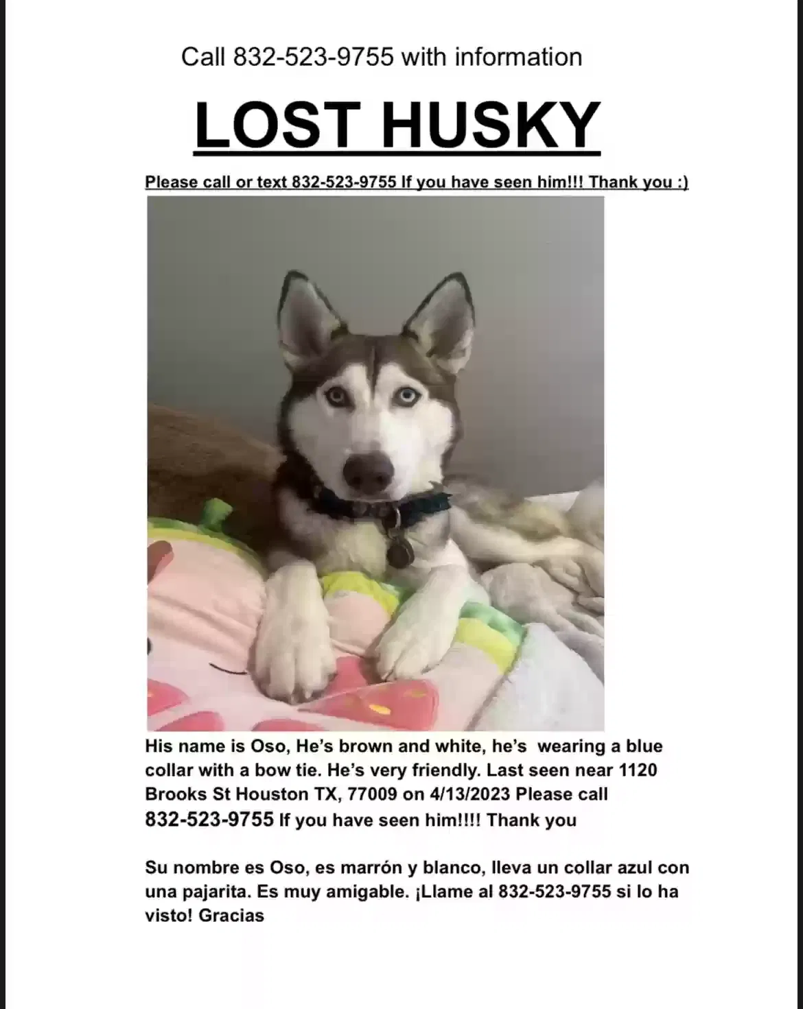 Lost dog in Houston, TX, 77009