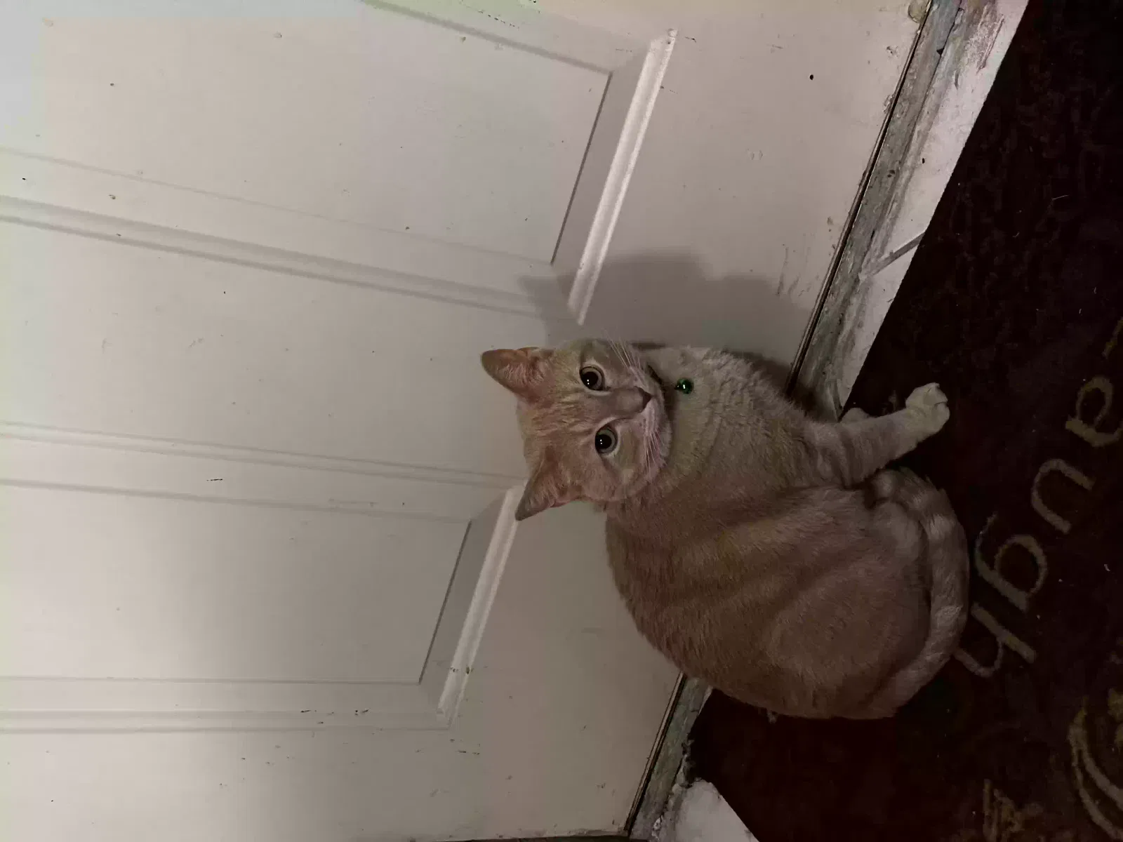 Lost cat in Austin, TX, 78730
