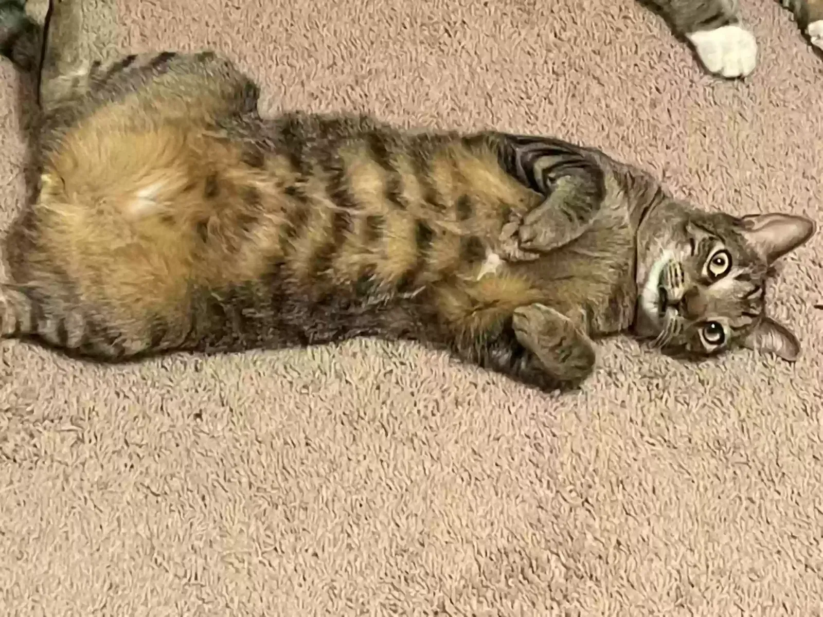 Lost cat in Cumming, GA, 30028