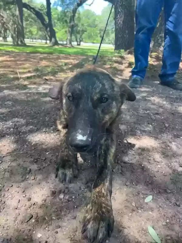 Found dog in Hockley, TX, 77447