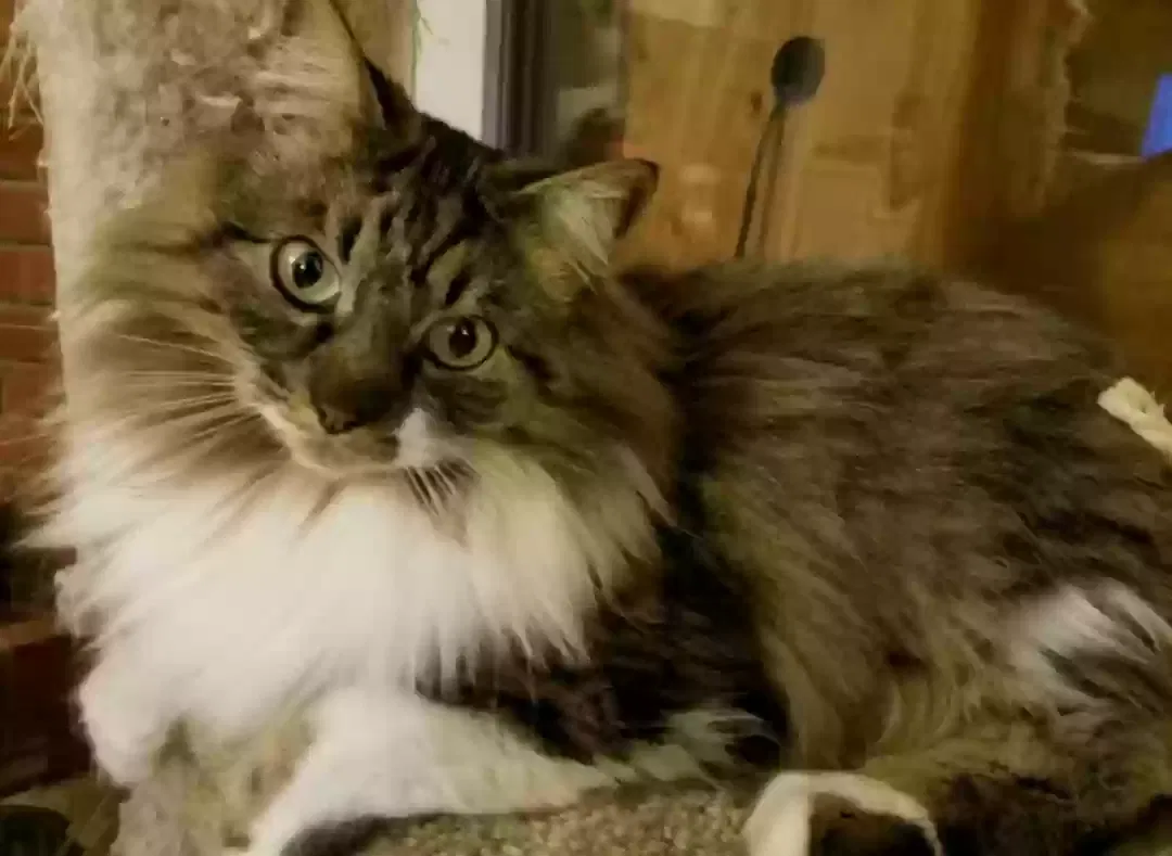 Lost cat in Roseville, CA, 95661