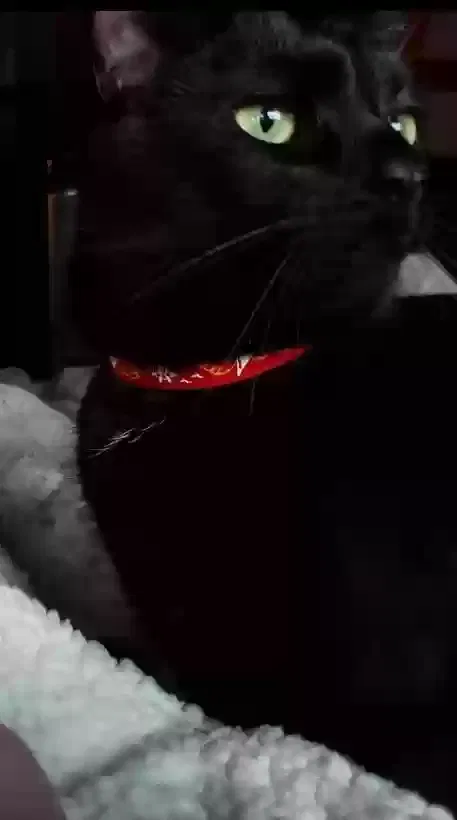 Lost cat in Cleveland, OH, 44129