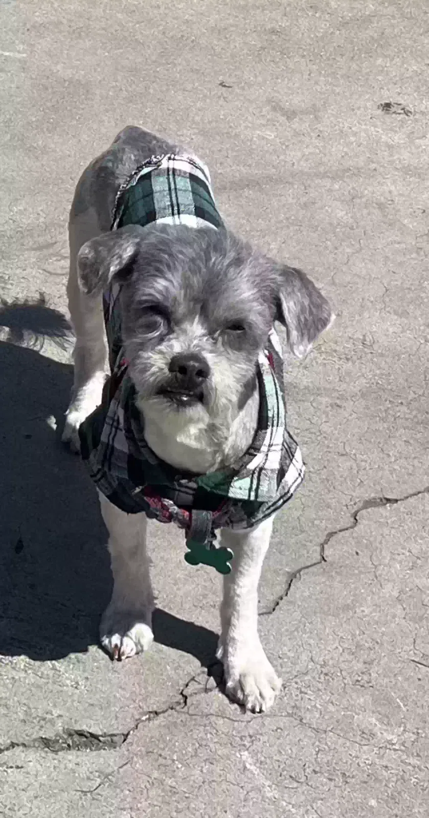 Lost dog in La Puente, CA, 91744