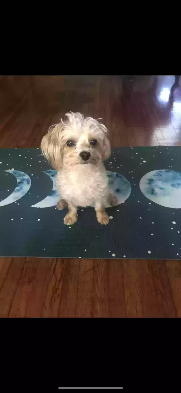 Lost dog in Miami, FL, 33145