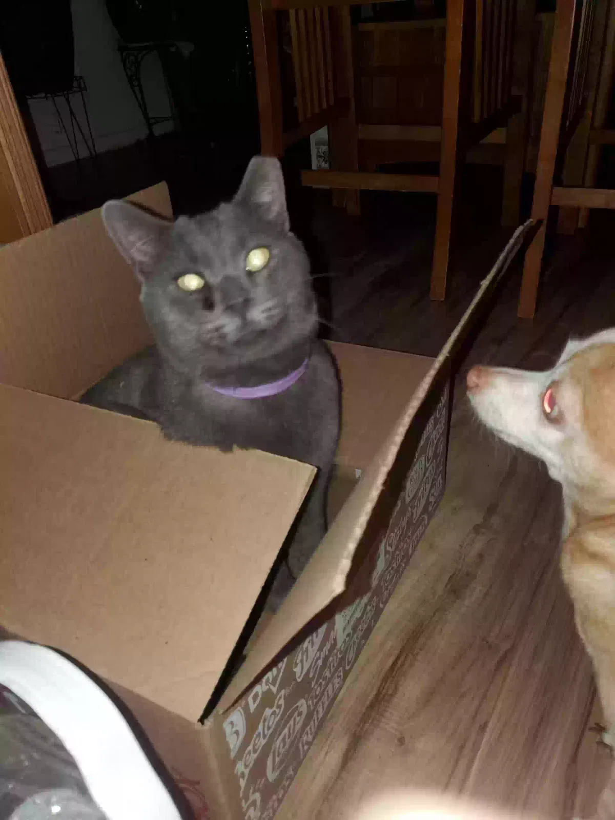 Lost cat in Tucson, AZ, 85706