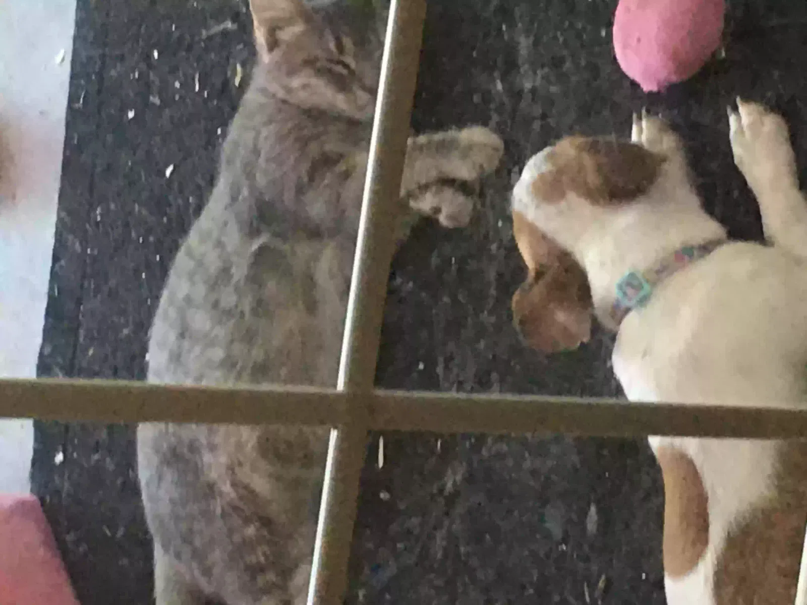 Lost cat in North Highlands, CA, 95660