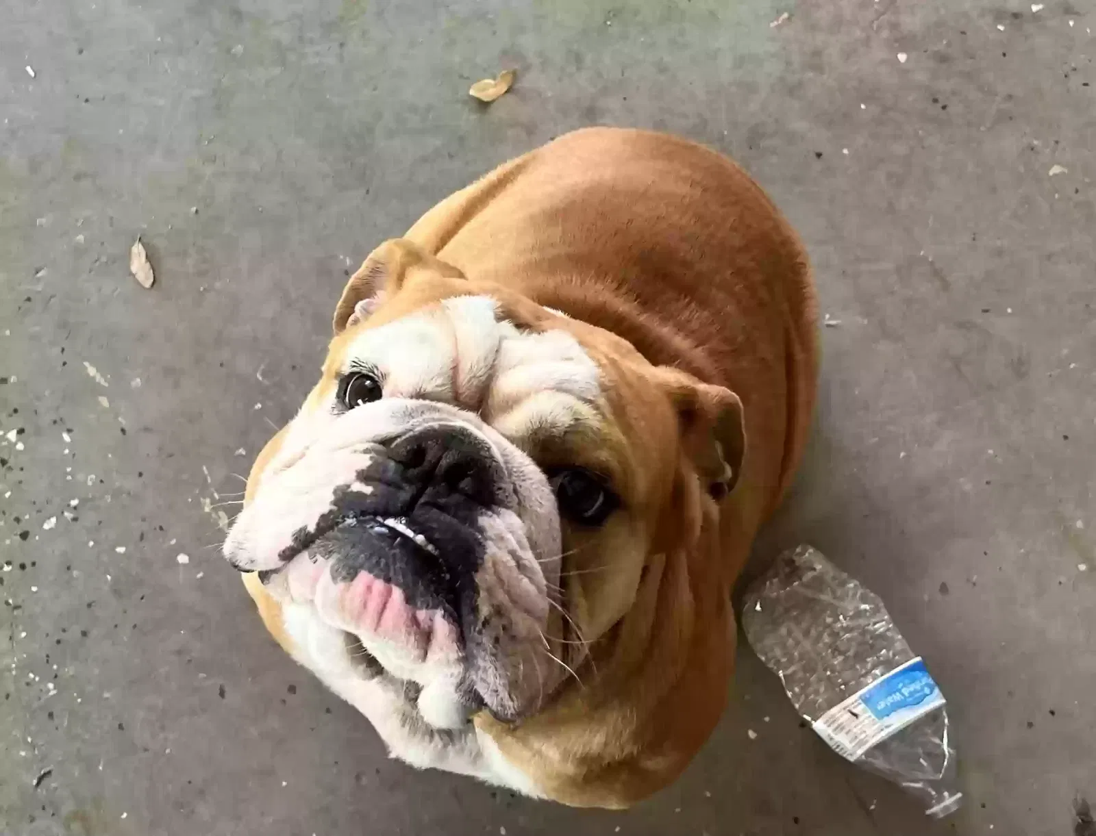 Lost dog in San Antonio, TX, 78227