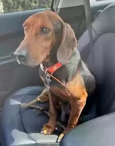 Found dog in Saint Petersburg, FL, 33702
