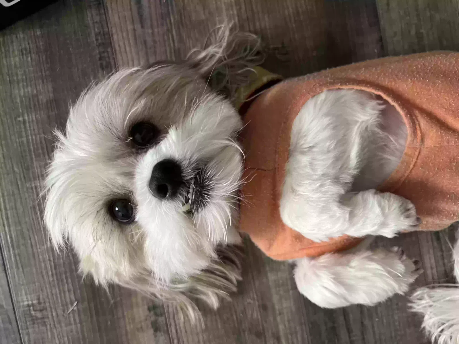 Lost dog in San Antonio, TX, 78217