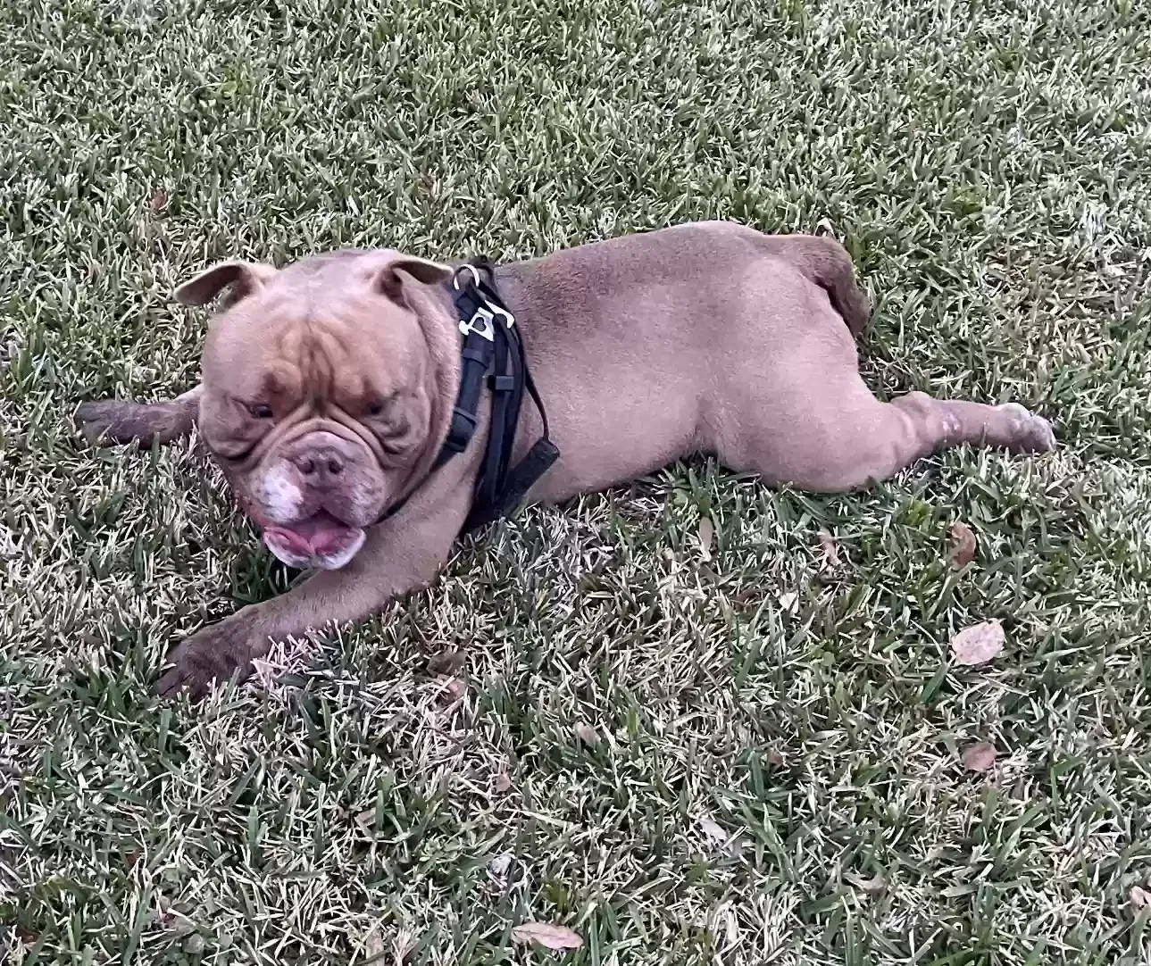 Lost dog in Houston, TX, 77017