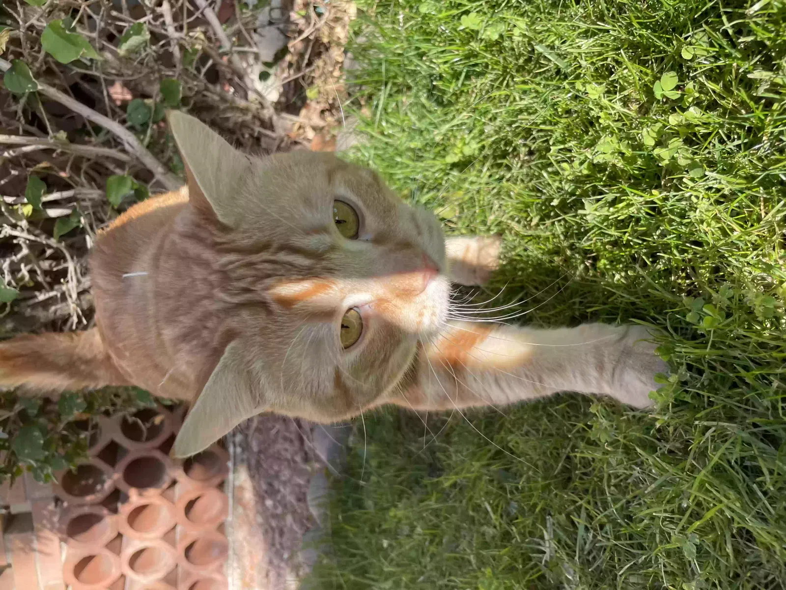 Lost cat in Phoenix, AZ, 85020