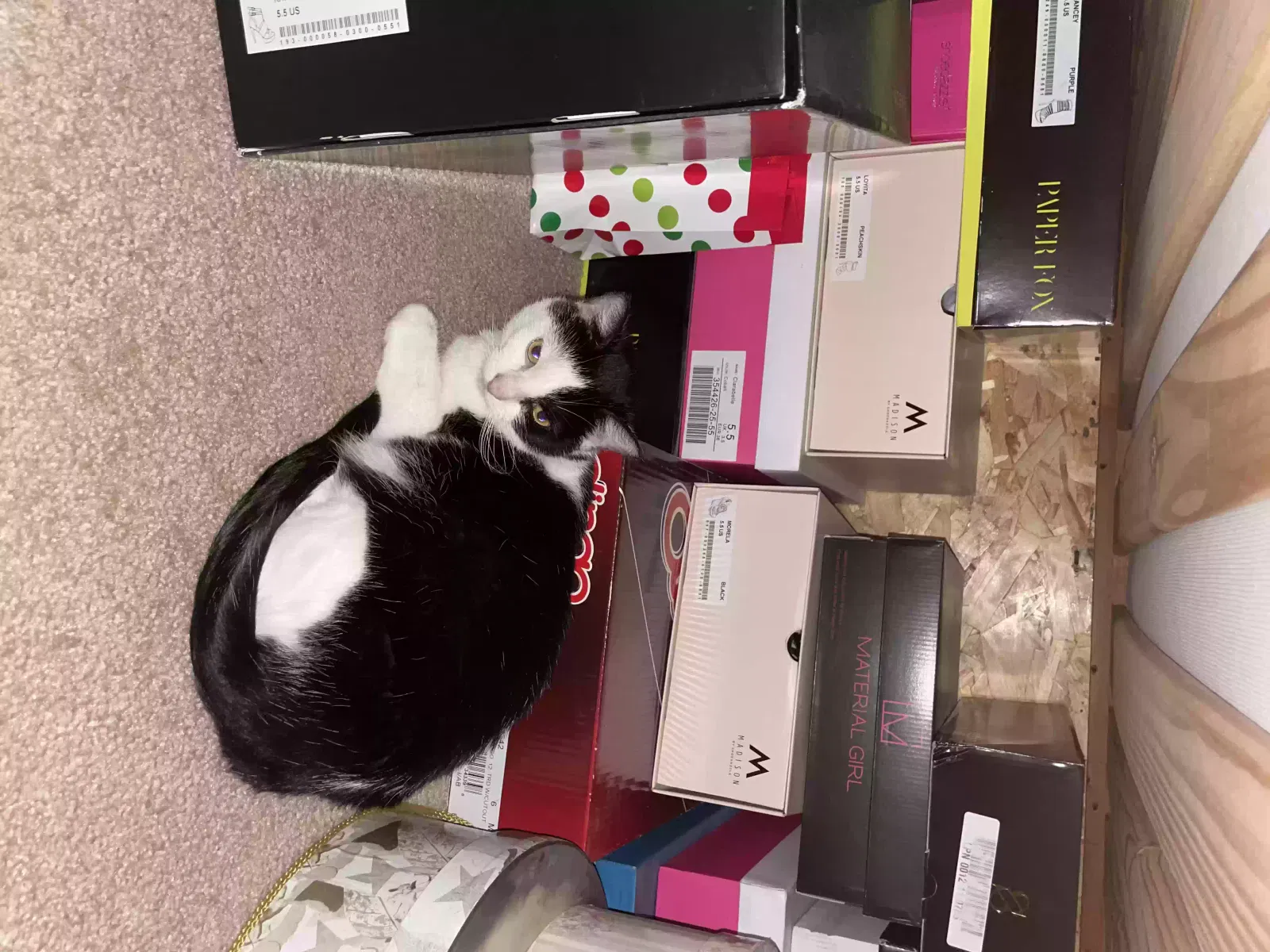 Lost cat in Tracy, CA, 95377