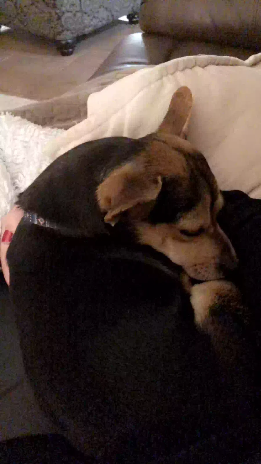 Lost dog in Avondale, AZ, 85323