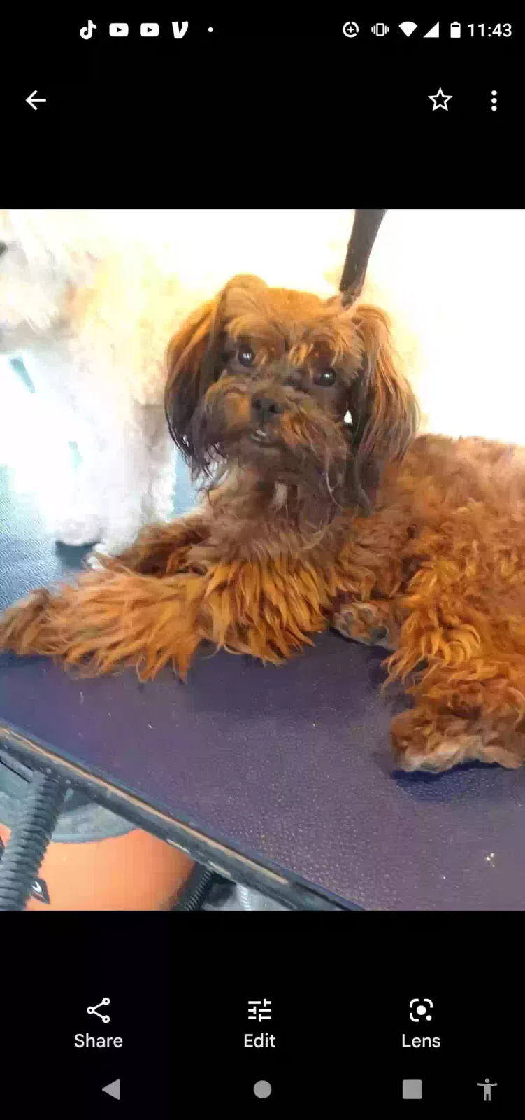 Lost dog in Albuquerque, NM, 87105