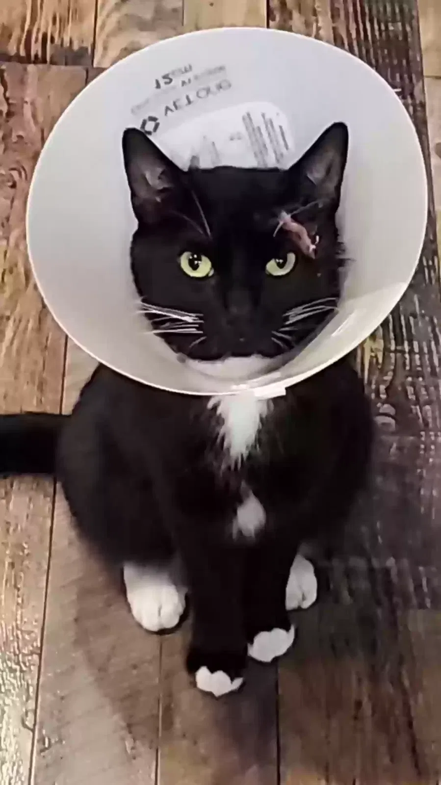 Lost cat in Gridley, CA, 95948