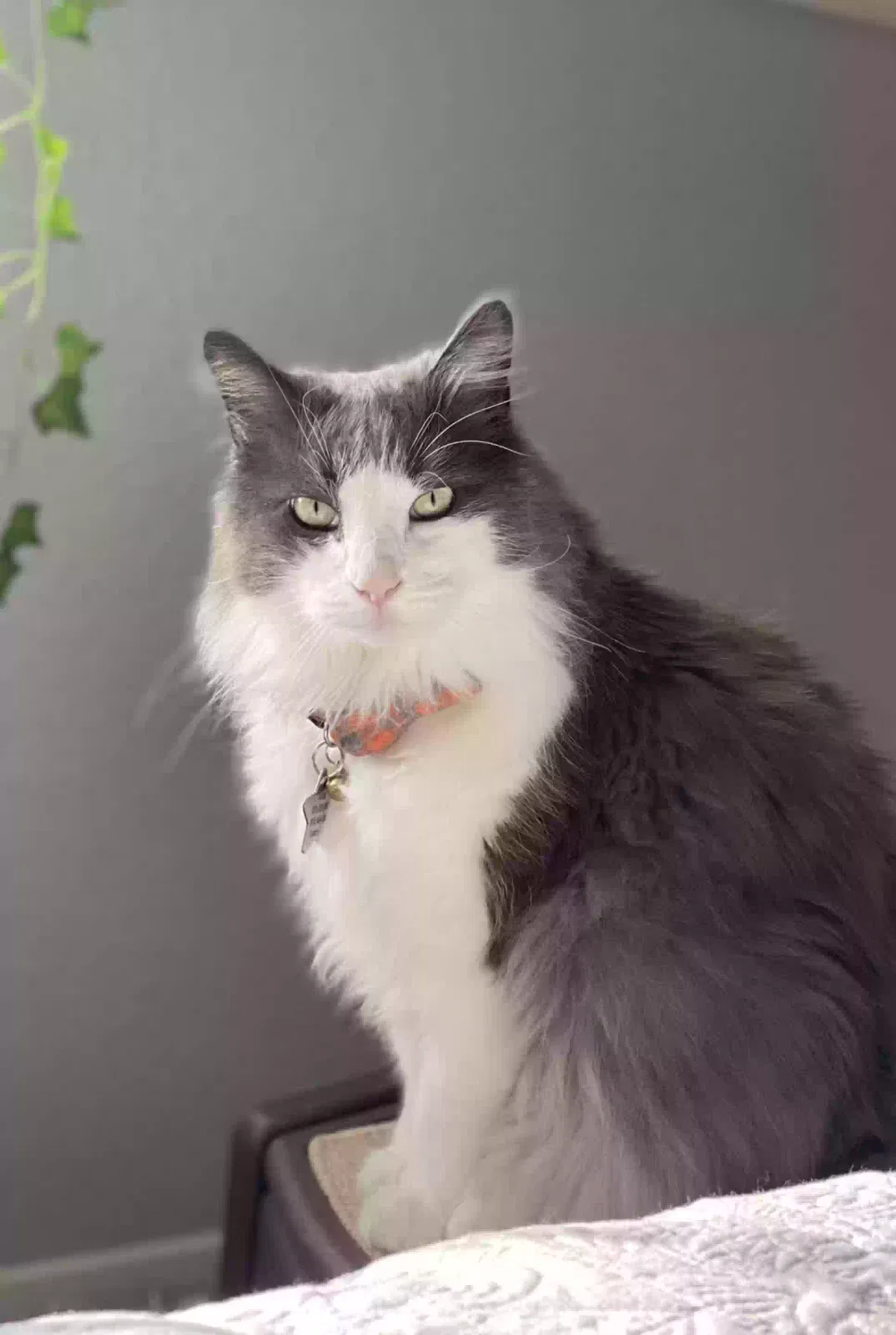 Lost cat in Fontana, CA, 92337