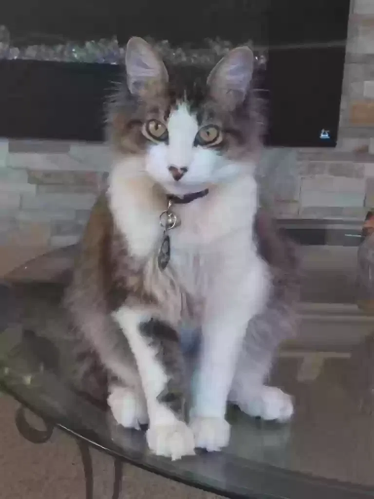 Lost cat in Kissimmee, FL, 34758