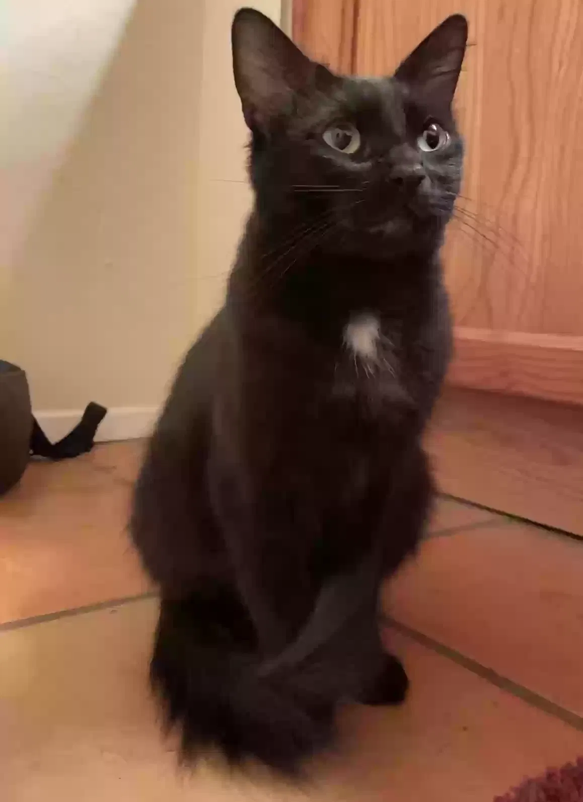 Lost cat in San Diego, CA, 92102
