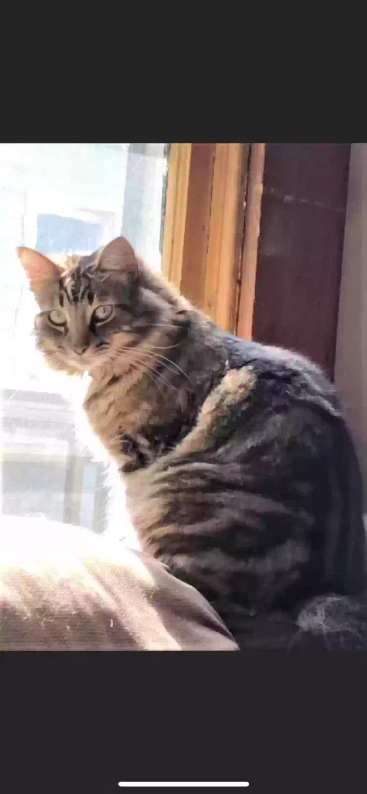 Lost cat in Port Huron, MI, 48060
