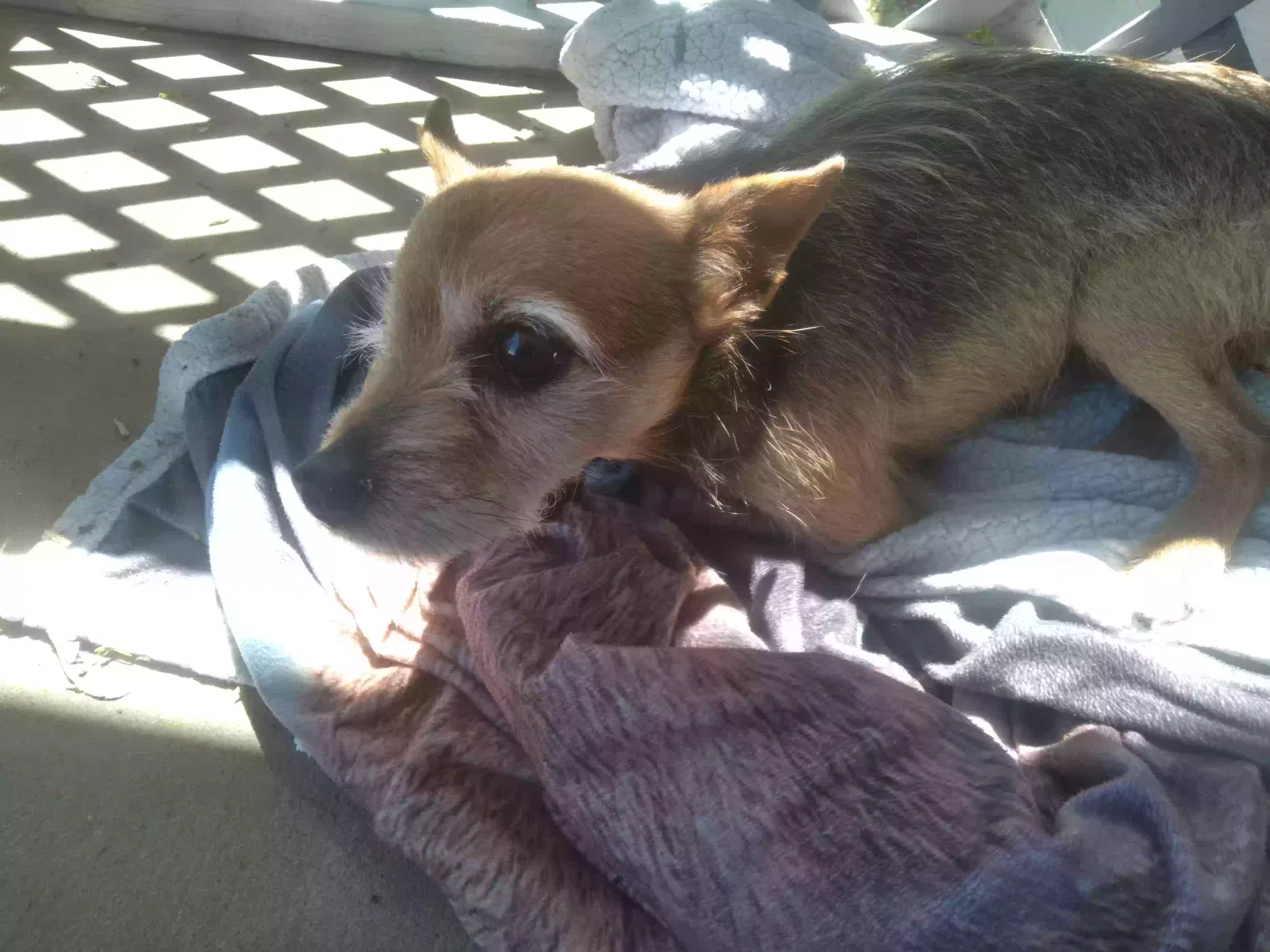 Found dog in Benton, AR, 72019