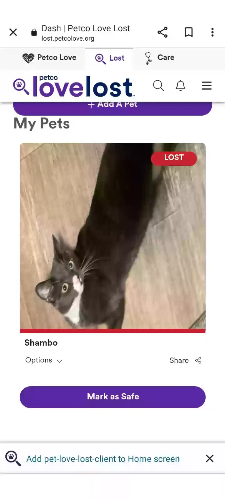 Lost cat in Boston, MA, 2127