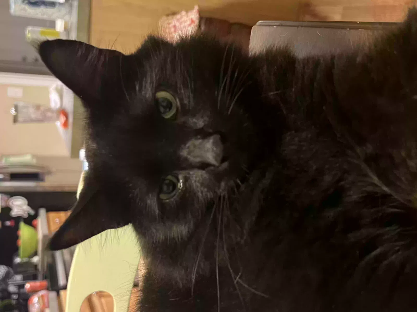 Lost cat in Whitsett, NC, 27377