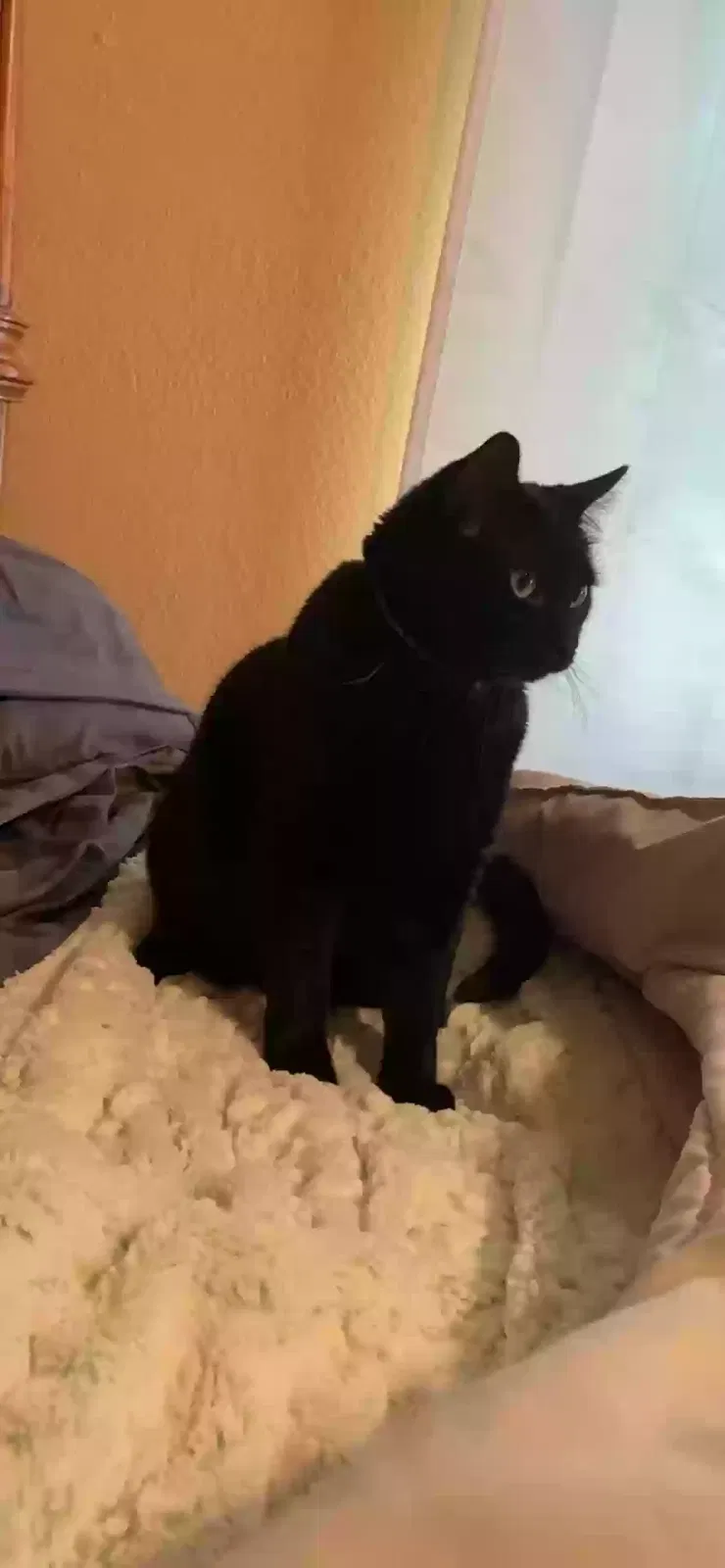 Lost cat in Broken Arrow, OK, 74012