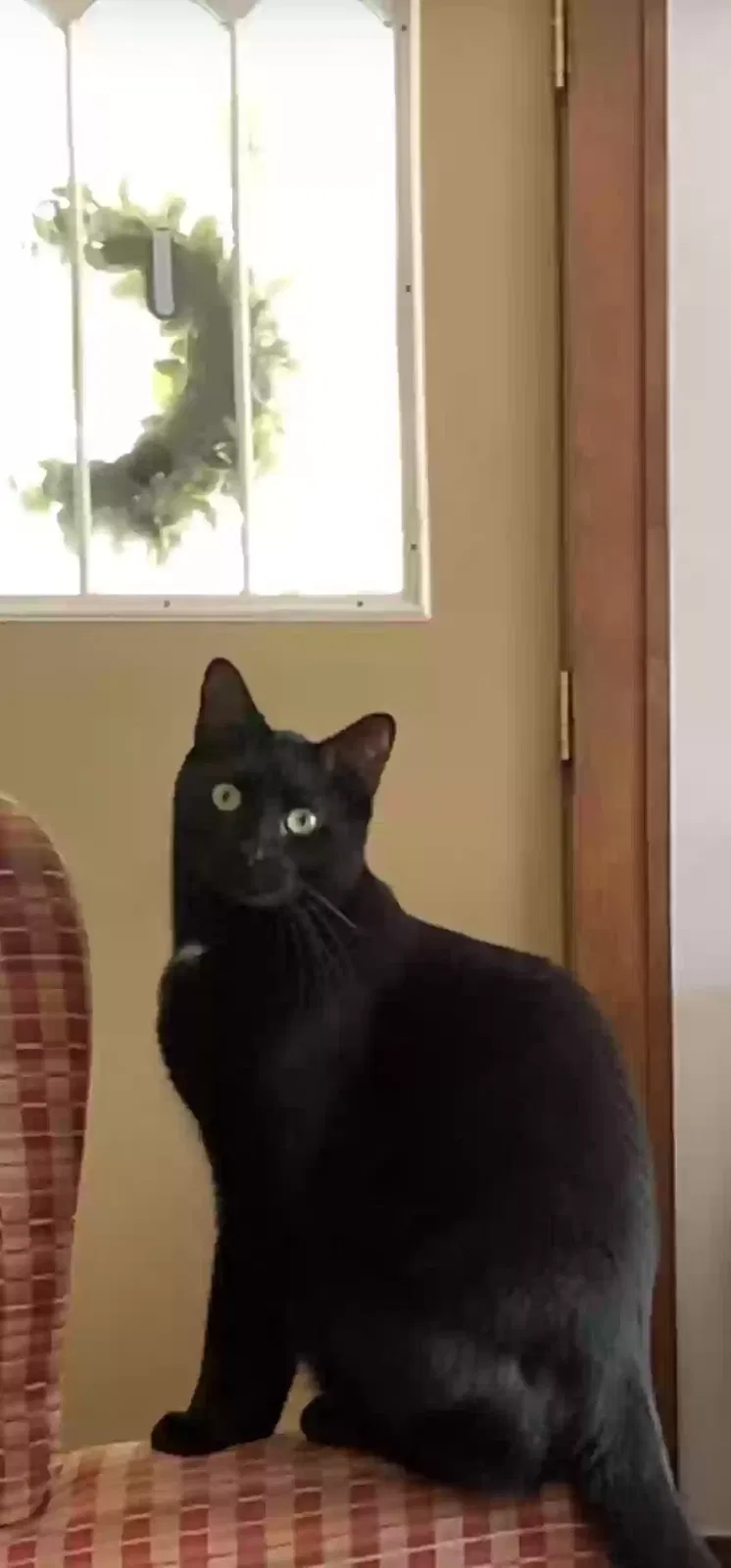 Lost cat in Wichita, KS, 67218