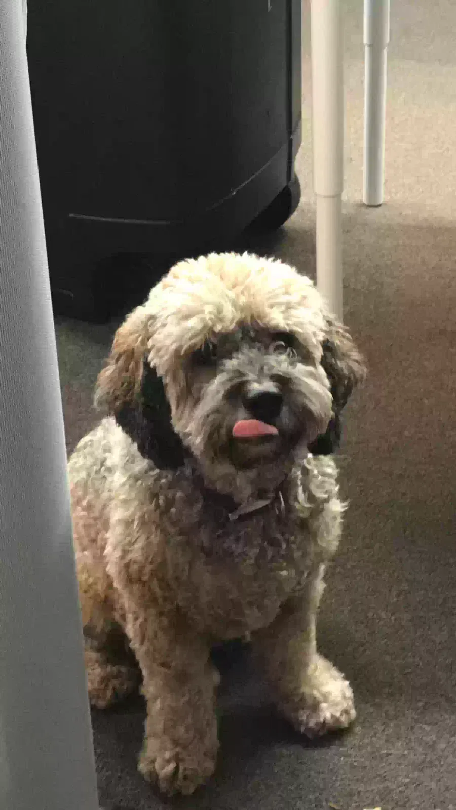 Lost dog in Cedar Hill, TX, 75104