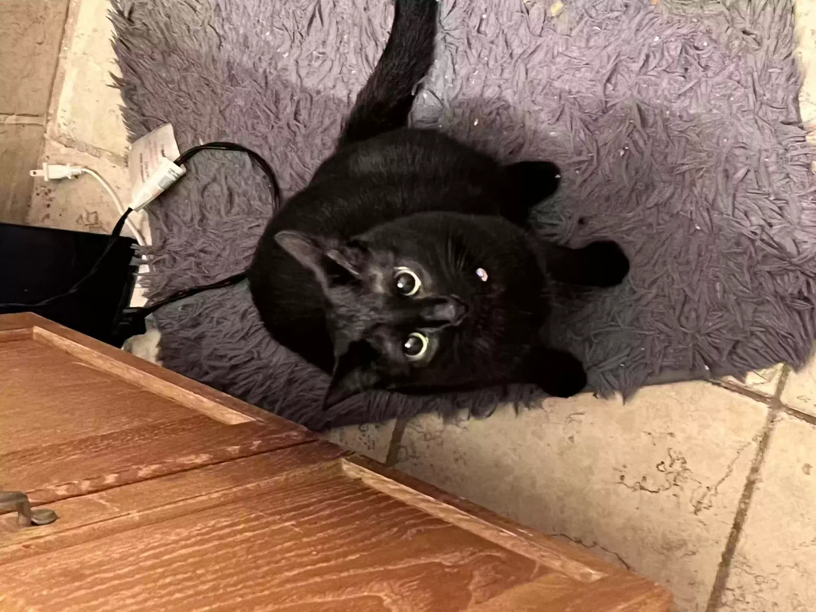 Lost cat in Eastpointe, MI, 48021