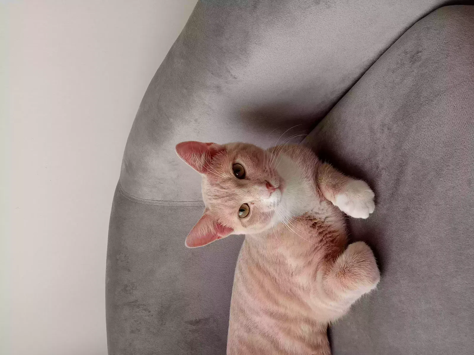Lost cat in Marcus Hook, PA, 19061