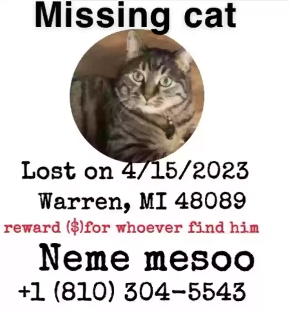 Lost cat in Warren, MI, 48089