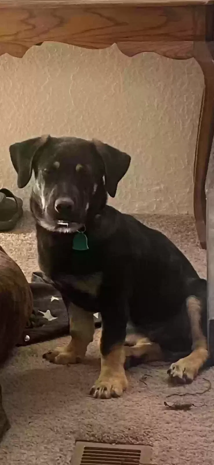 Lost dog in Moriarty, NM, 87035