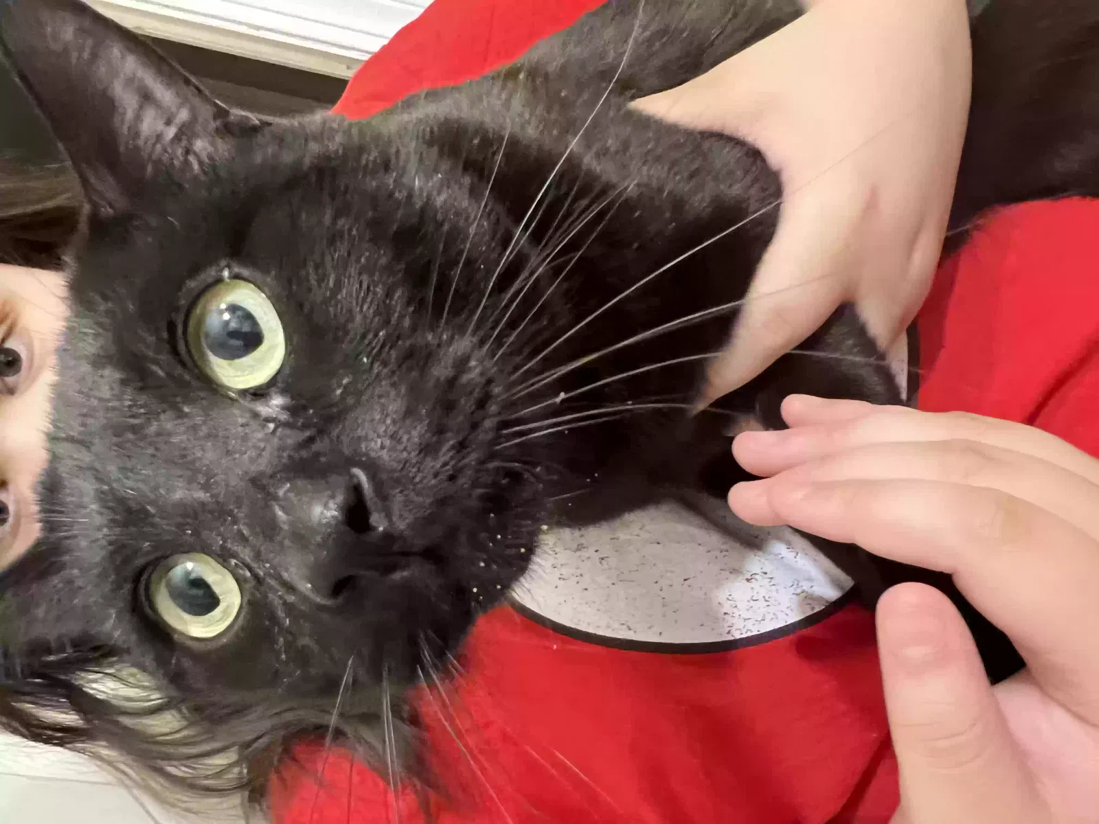 Lost cat in Wichita, KS, 67218