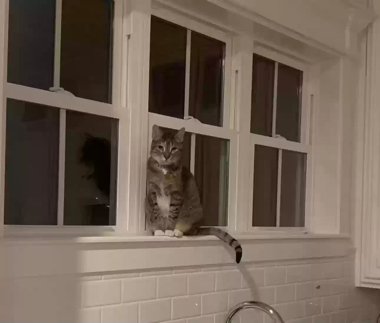 Lost cat in Savannah, GA, 31406