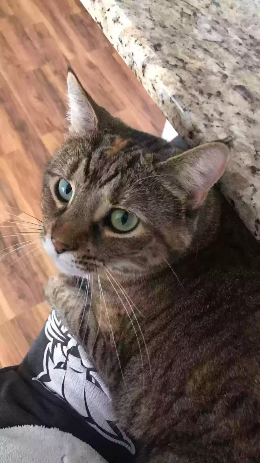 Lost cat in Brunswick, OH, 44212