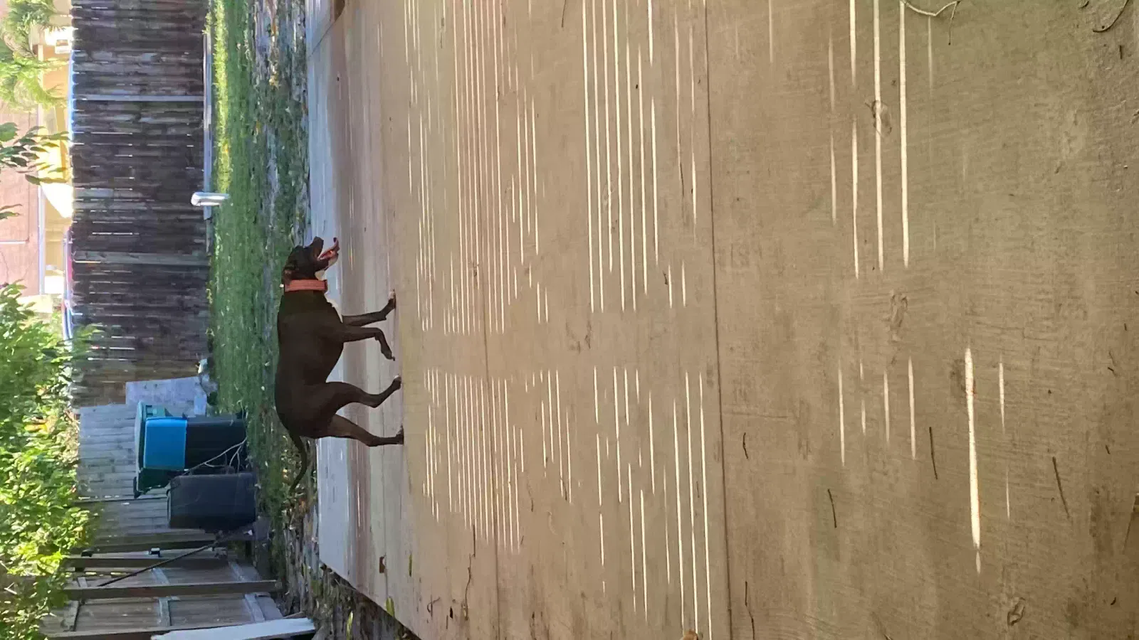 Found dog in Naples, FL, 34116