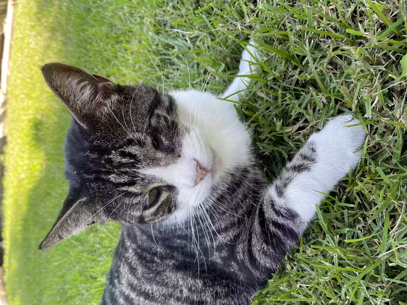 Lost cat in San Diego, CA, 92110