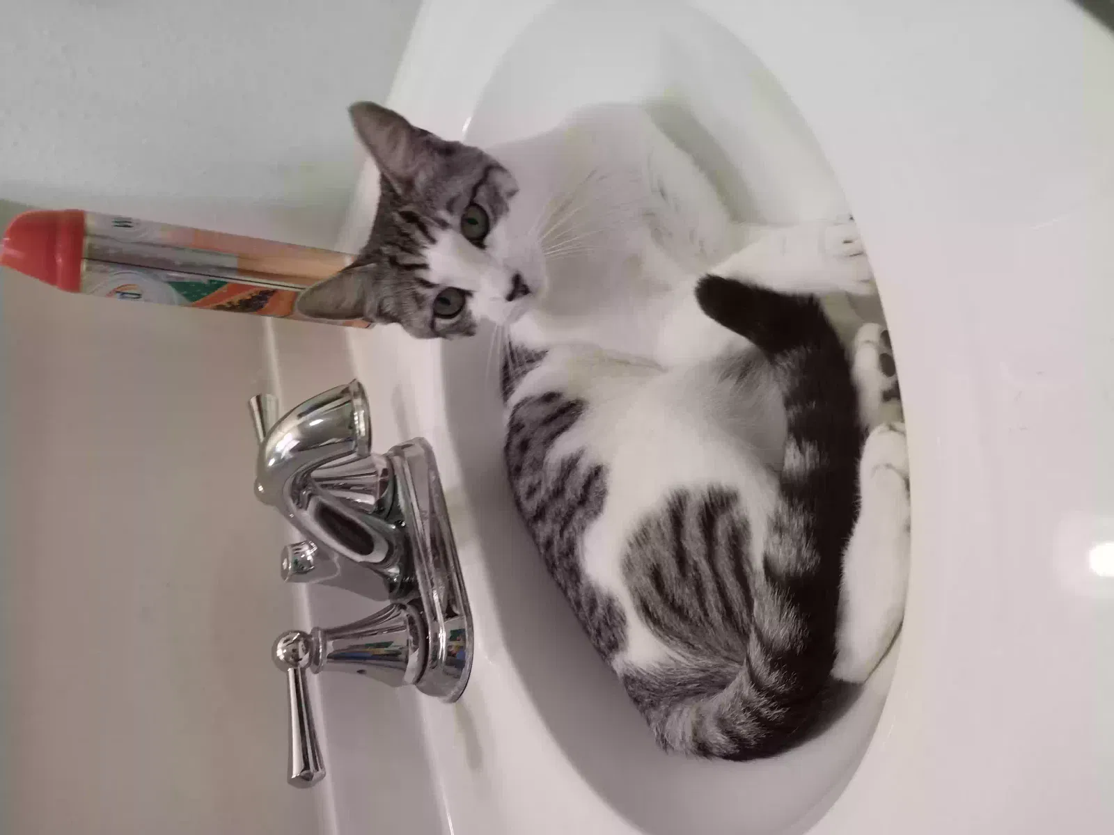 Lost cat in Metairie, LA, 70006